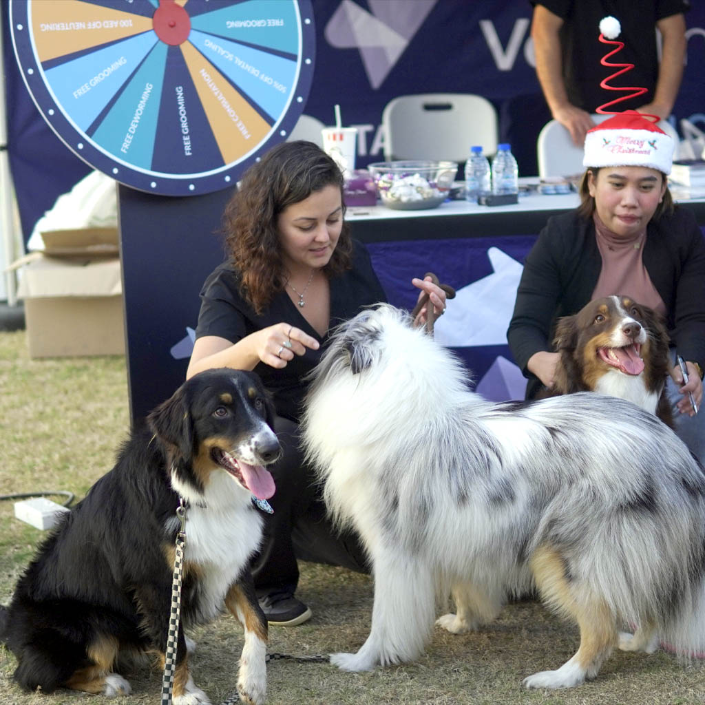 Festive Festival 2023